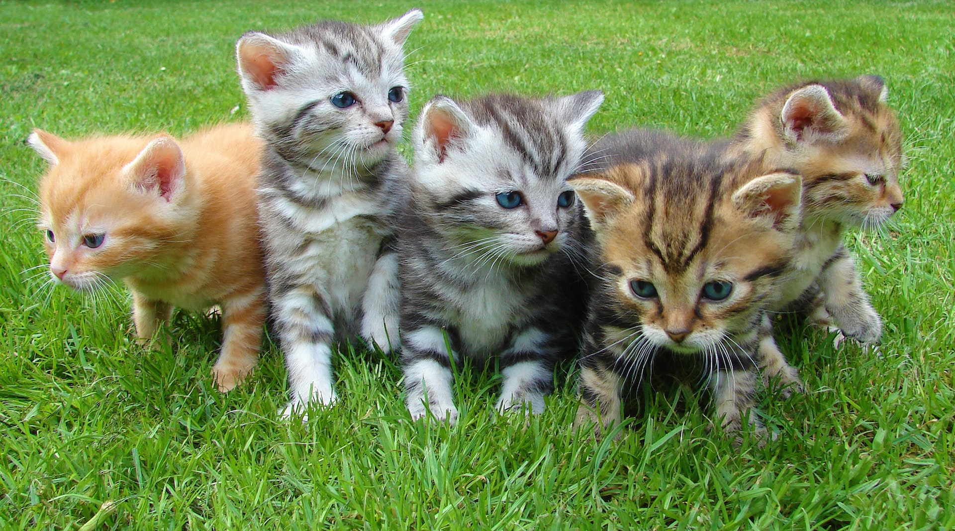 Pensez à nos chats !