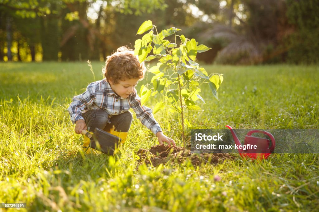 arbre