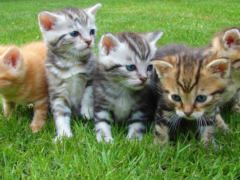 Pensez à nos chats !