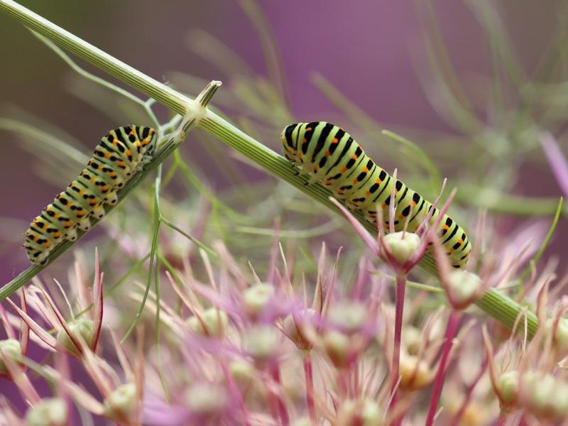 GDON ( groupement de defense contre les organisme nuisible faune et flore)