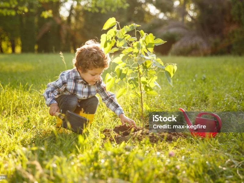 Une naissance un arbre