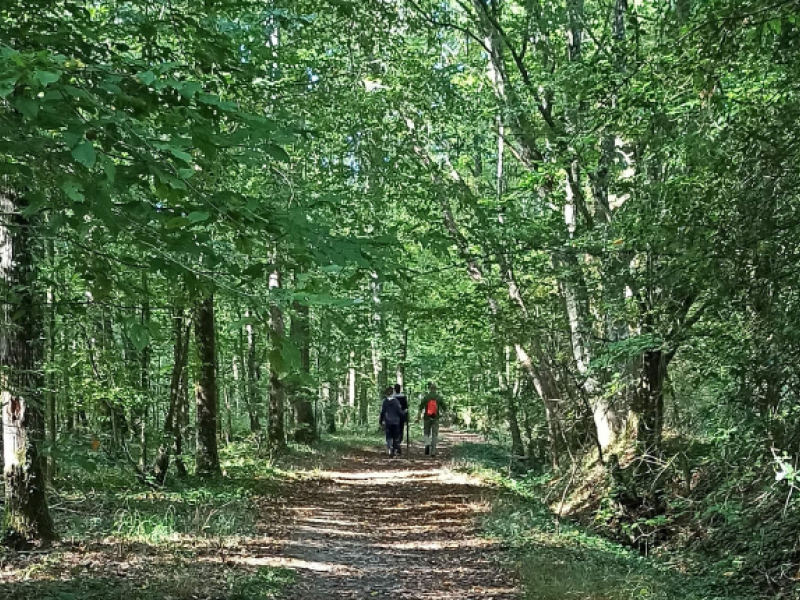 forêt